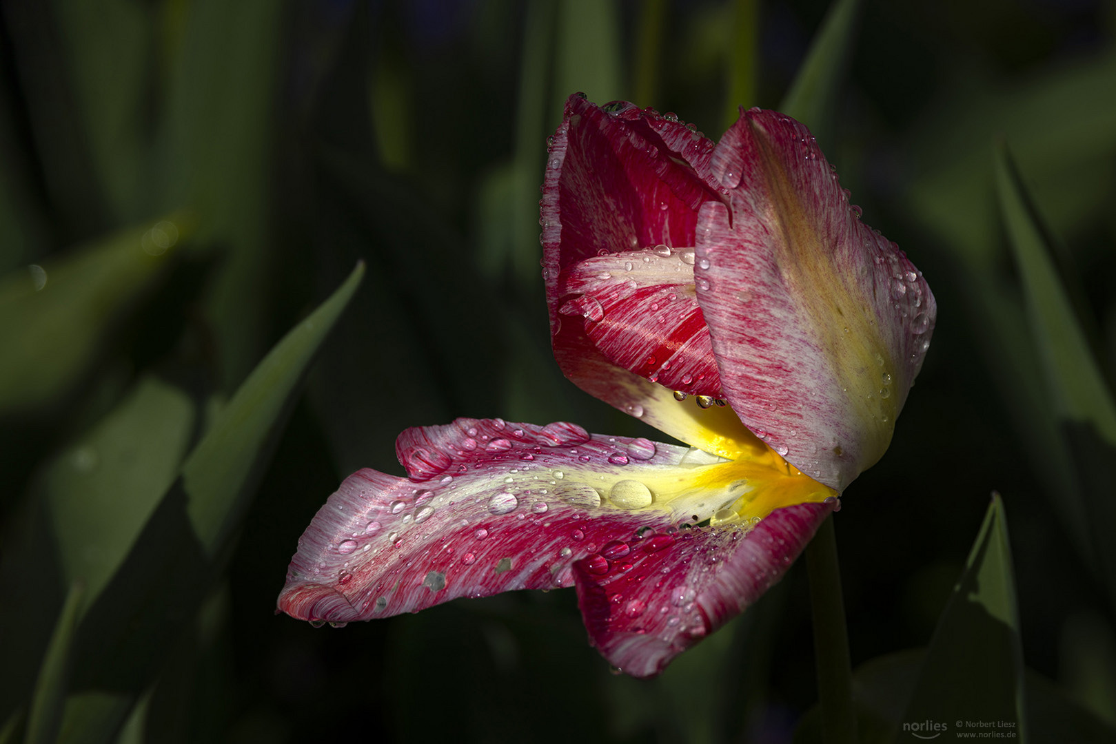 Geöffnete Tulpe