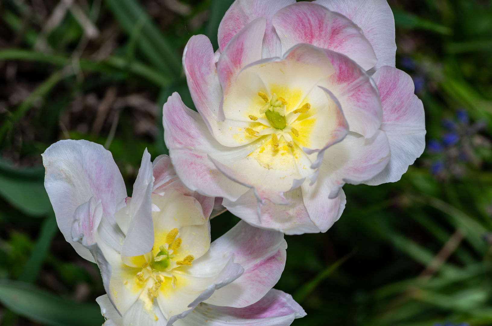 Geöffnete Tulpen