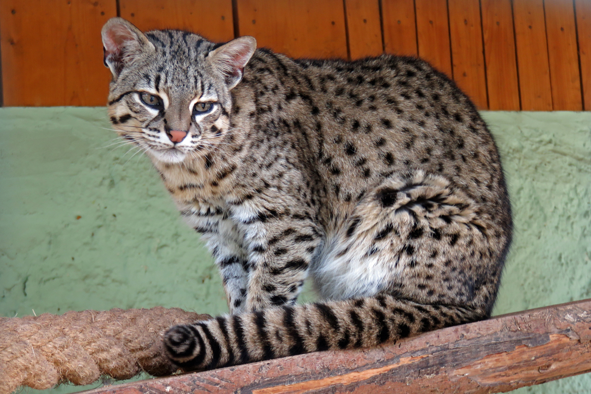 Geoffroy-Katze