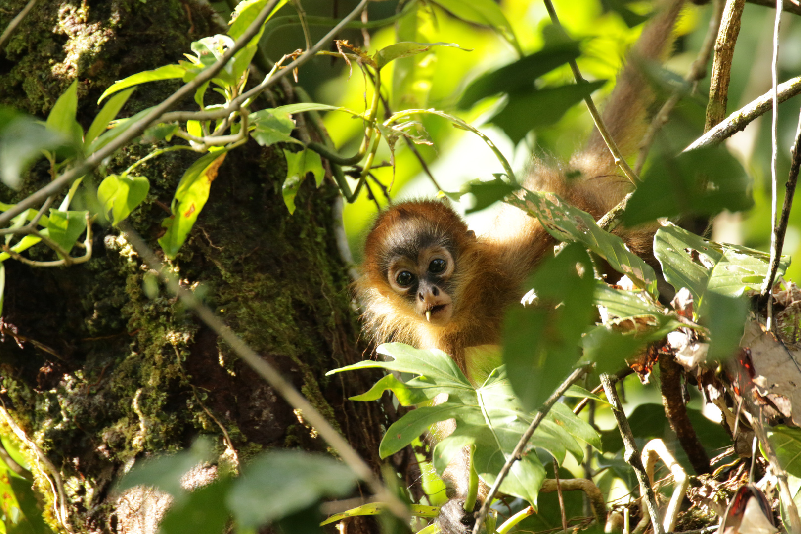 Geoffroy-Klammeraffe (Ateles geoffroyi)