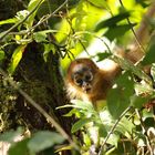 Geoffroy-Klammeraffe (Ateles geoffroyi)