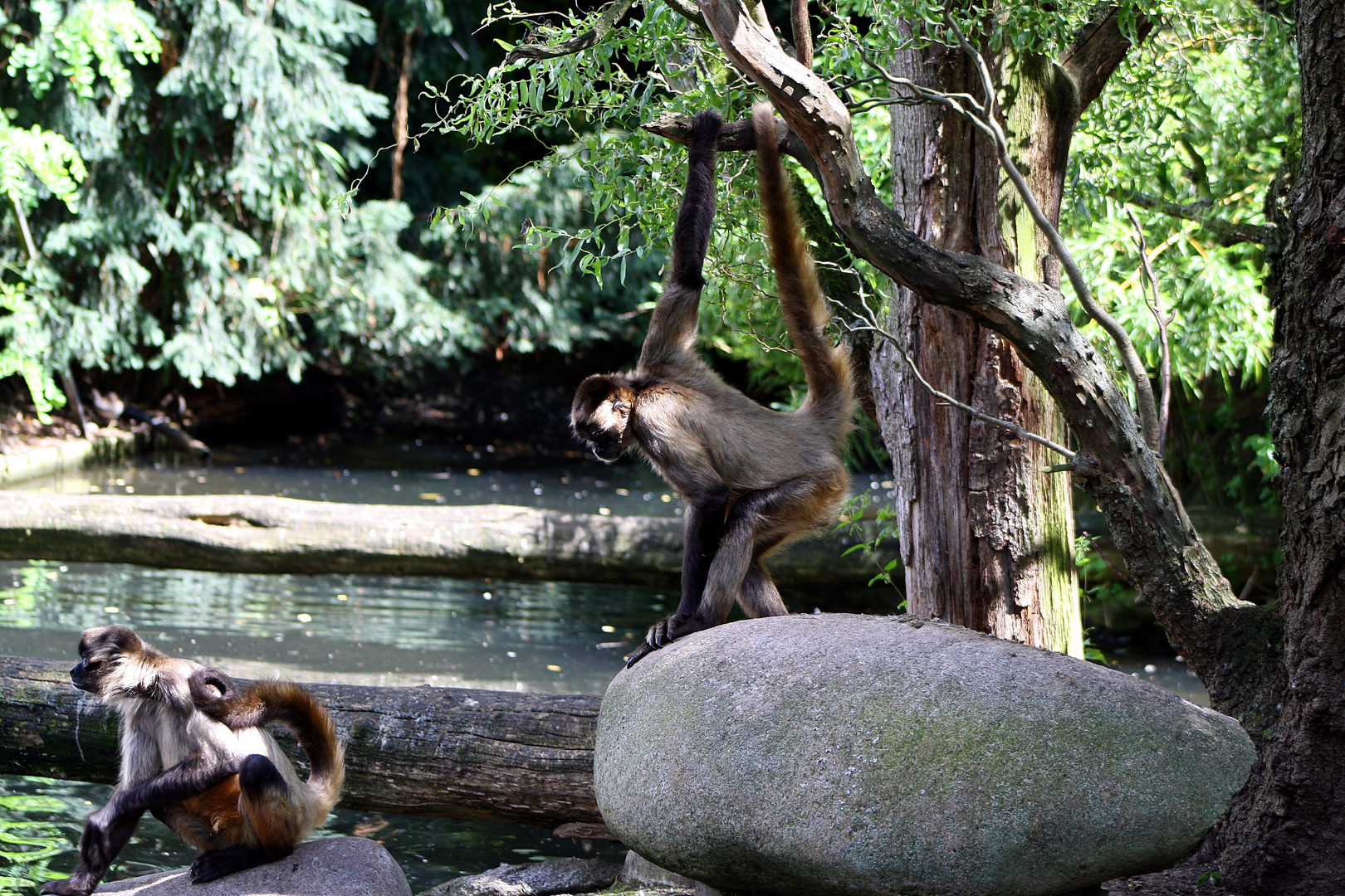 Geoffroy-Klammeraf­fen im Karlsruher Zoo