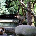 Geoffroy-Klammeraf­fen im Karlsruher Zoo