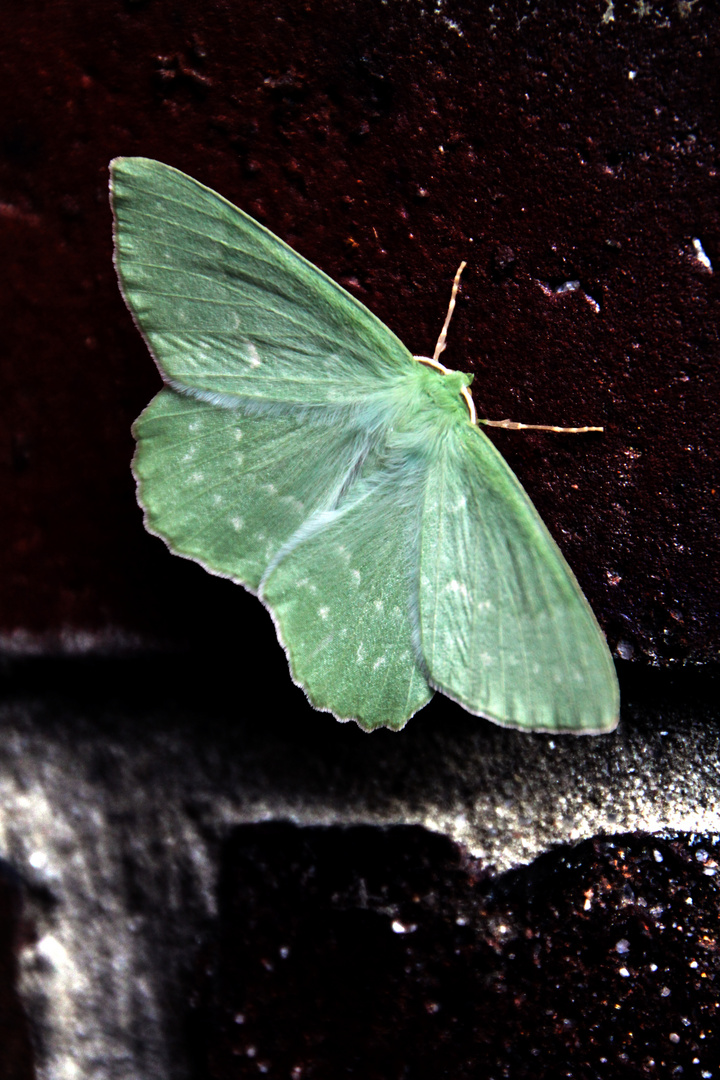 Geometra papilionaria L.