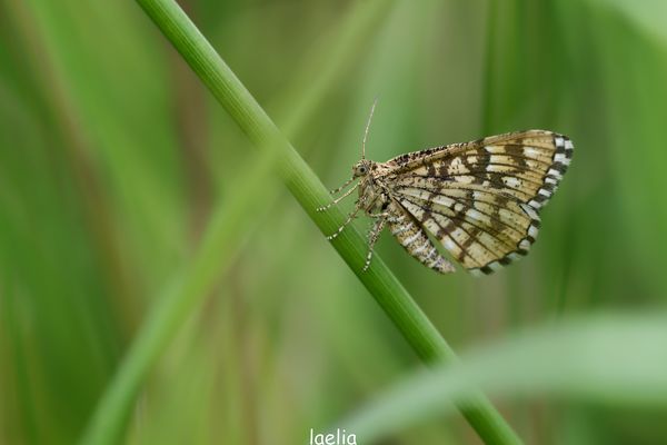 geometre as barreaux (chiasmia clathrata)