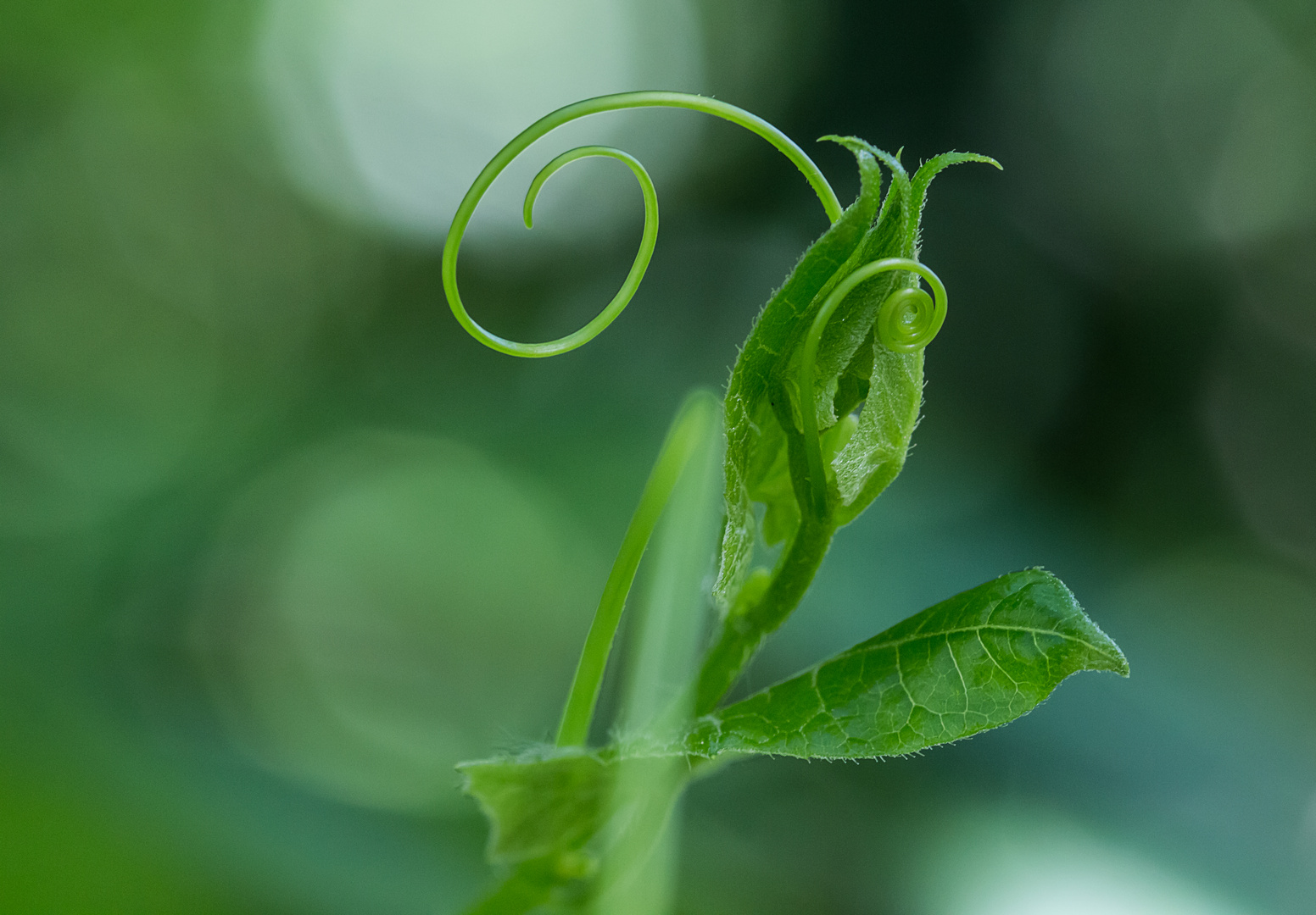 geometria in natura