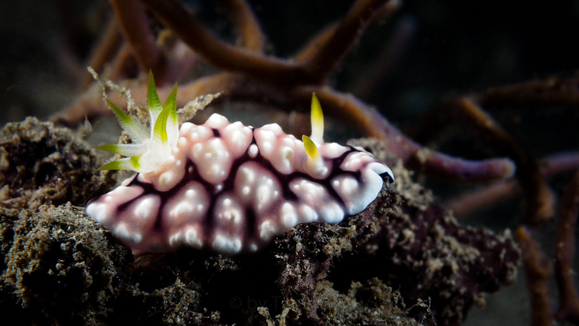 Geometric Chromodoris