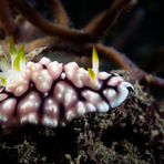 Geometric Chromodoris