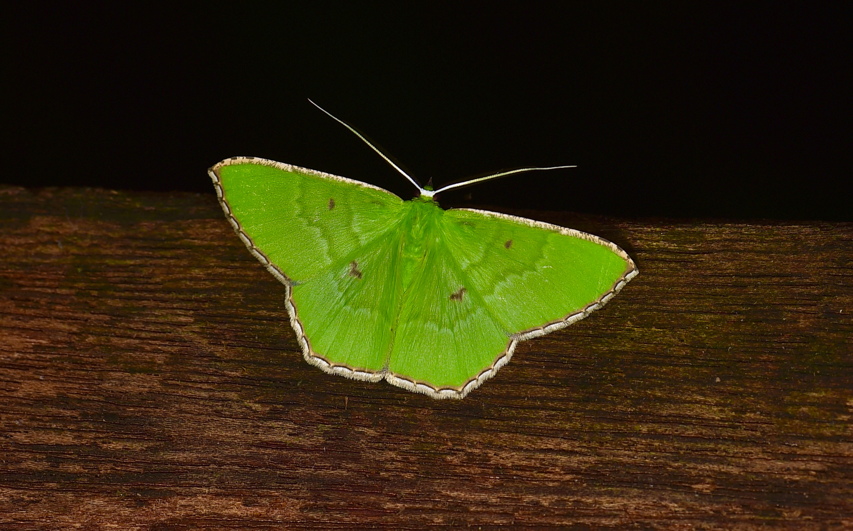 Geometridae sp. aus dem Regenwald von Borneo