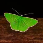 Geometridae sp. aus dem Regenwald von Borneo