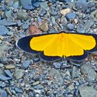 Geometridae, Sterrhinae, Smicropus sp., entweder Smicropus eucyrta oder Smicropus ochra