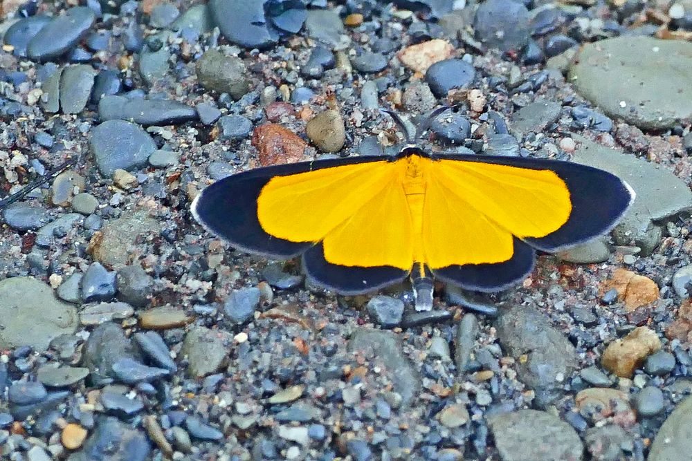 Geometridae, Sterrhinae, Smicropus sp., entweder Smicropus eucyrta oder Smicropus ochra