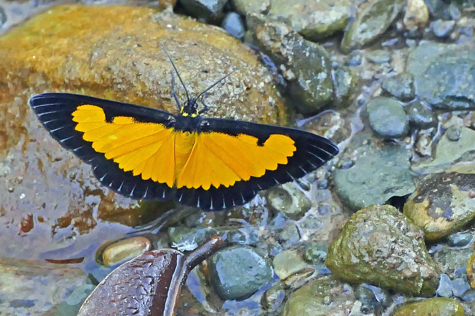 Geometridae, Sterrhinae, Xanthiris flaveolata, Saffron Playboy.