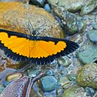 Geometridae, Sterrhinae, Xanthiris flaveolata, Saffron Playboy.