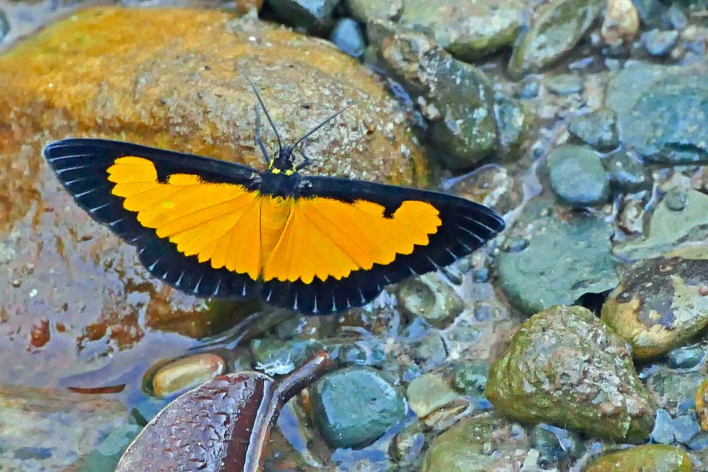 Geometridae, Sterrhinae, Xanthiris flaveolata, Saffron Playboy.