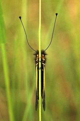 Géométrie d'ascalaphe