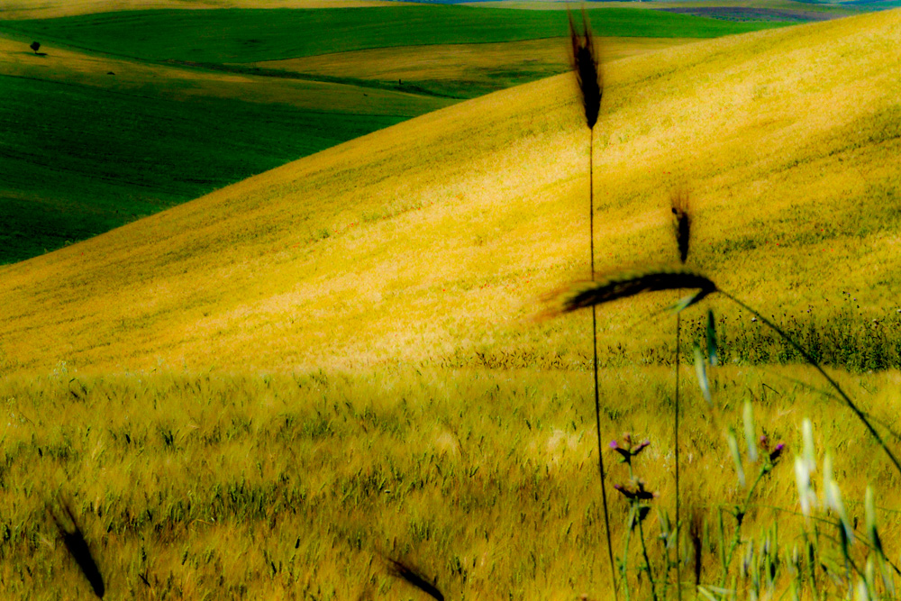 geometrie della natura