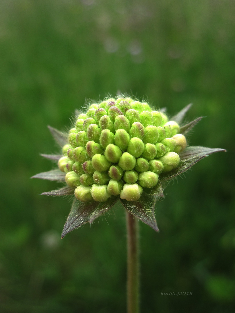 Geometrie der Natur