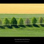 Geometrie der Natur II