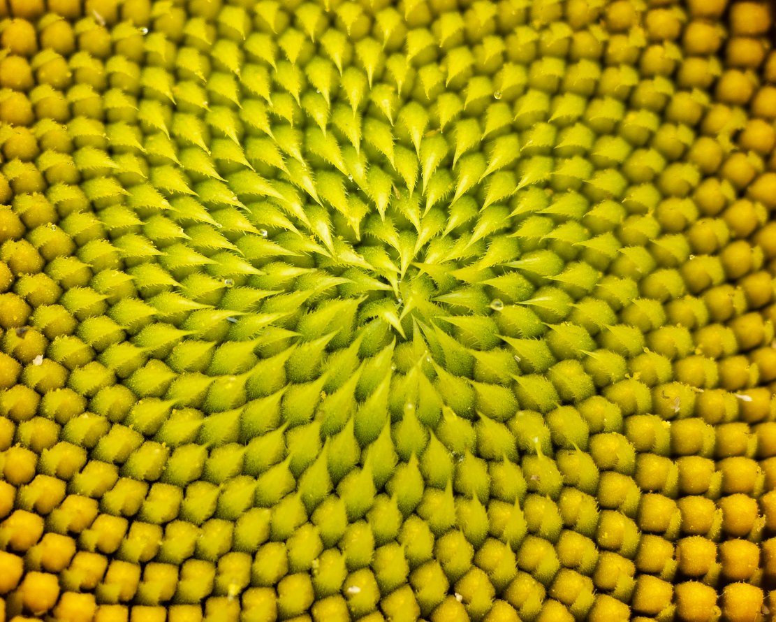 Geometrie der Sonnenblume