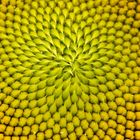 Geometrie der Sonnenblume