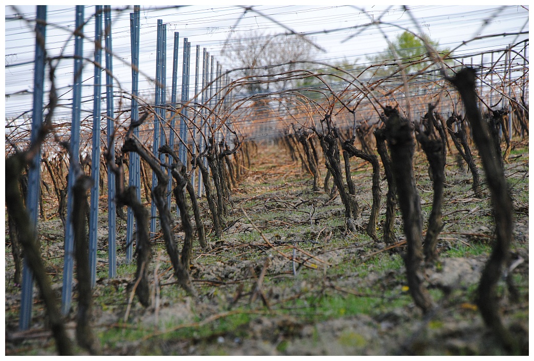 Geometrie des Weinanbaus