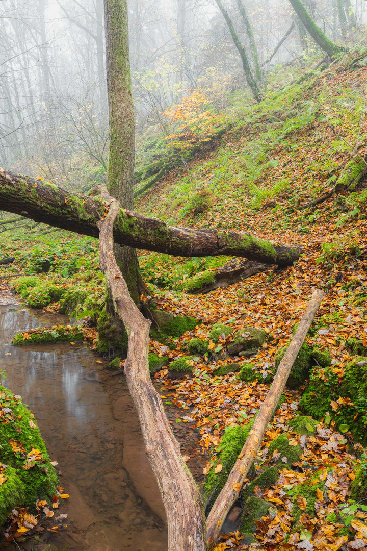 ~~ Geometrie im Wald ~~