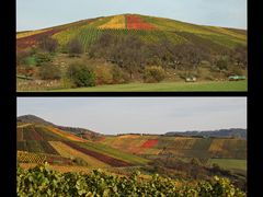 Geometrie im Weinberg