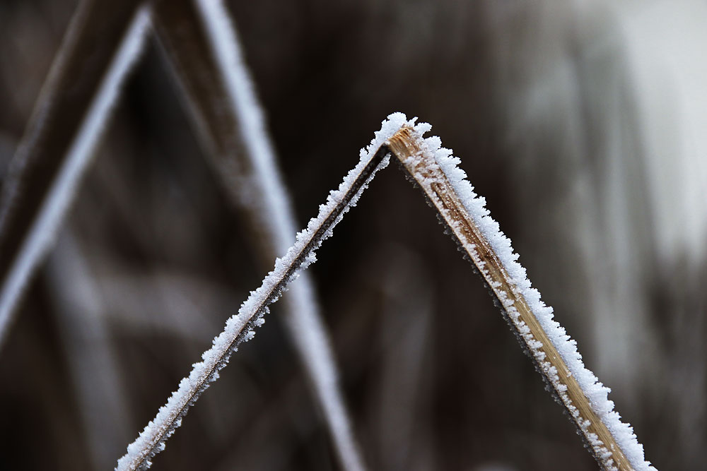 Geometrie In Der Natur Foto Bild Winter Schilf Kalte Bilder Auf Fotocommunity