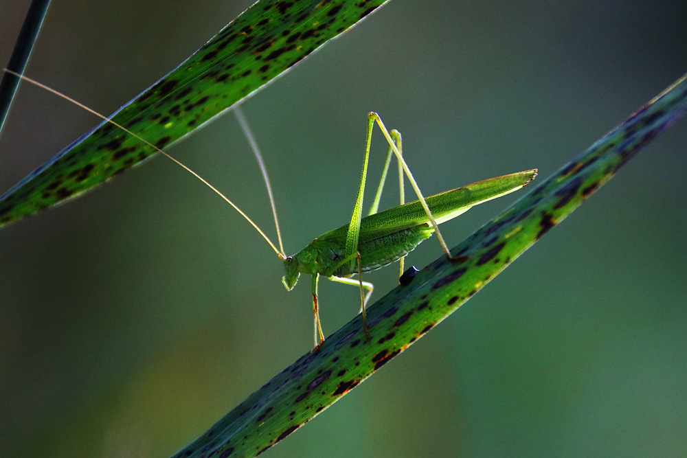 Geometrie in der Natur