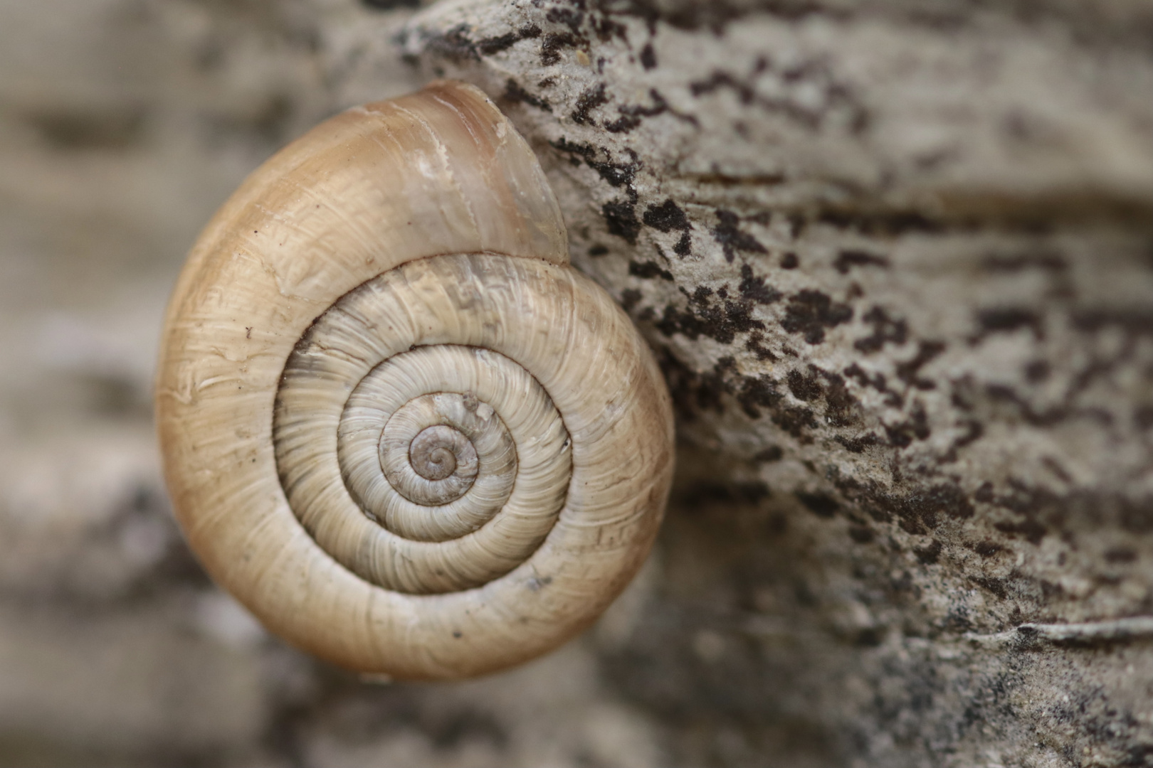 „Geometrie in der Natur“