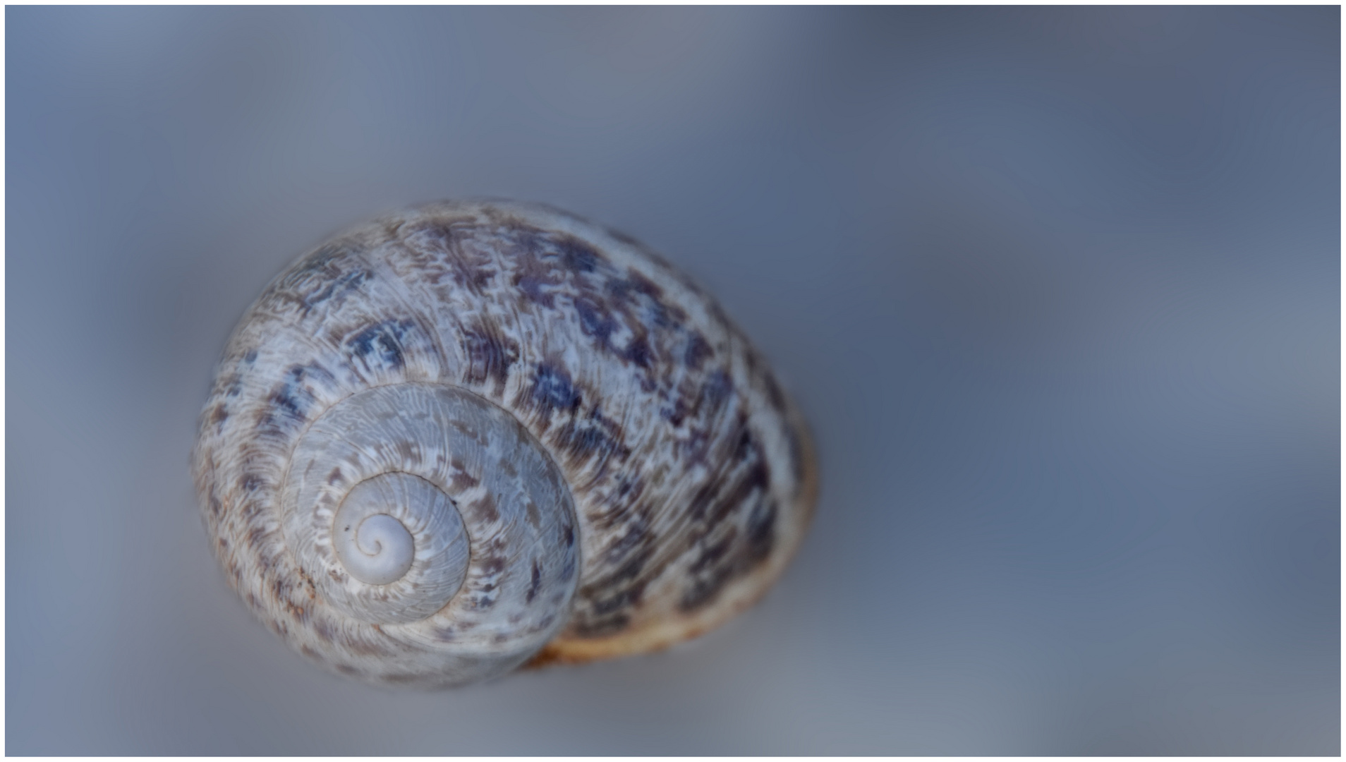 Geometrie in der Natur_Schnecke