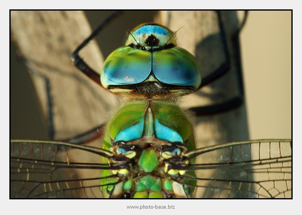 Geometry of Dragonfly