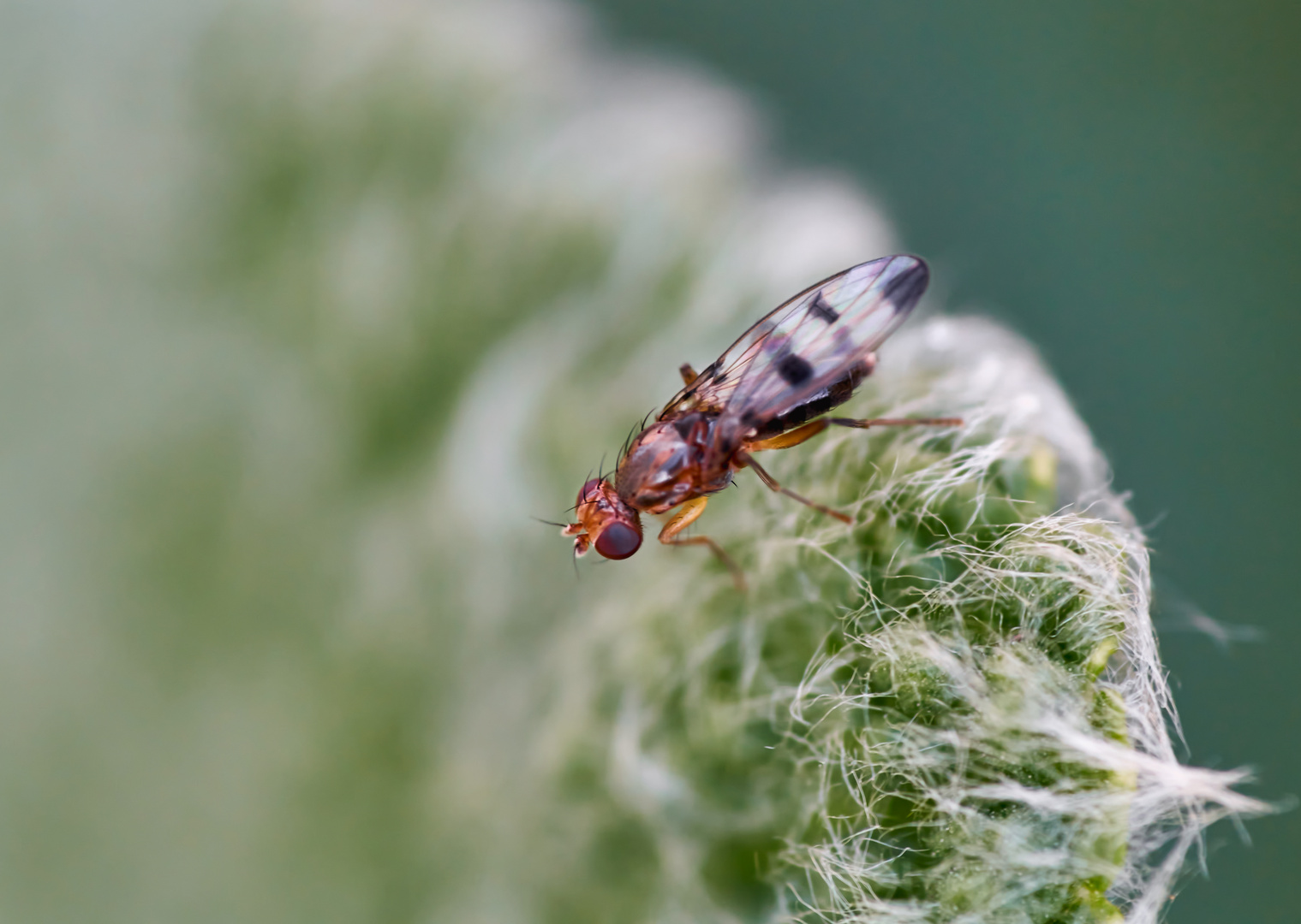 Geomyza tripunctata