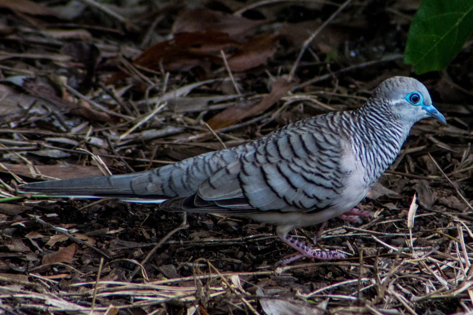 Geopelia placida