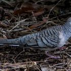 Geopelia placida