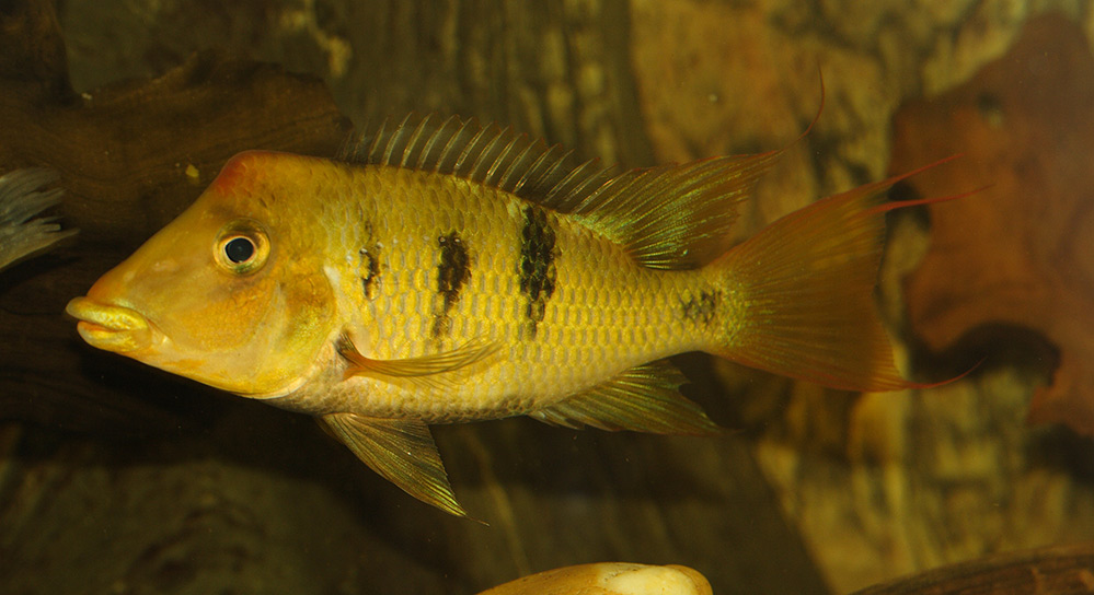 Geophagus Crassilabris