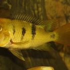 Geophagus Crassilabris