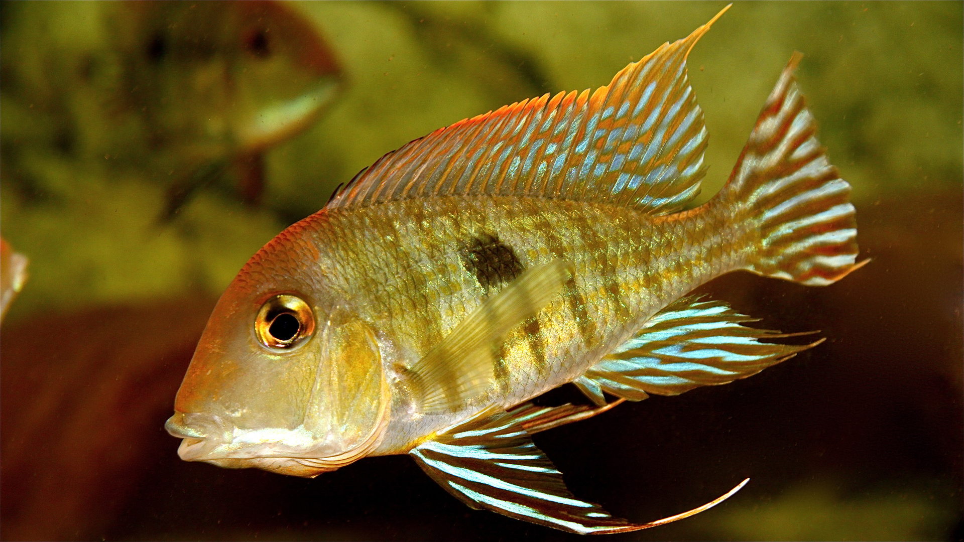 Geophagus Red Head