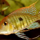 Geophagus Red Head