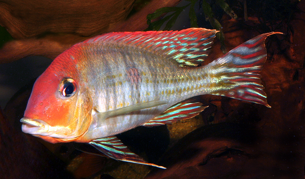 Geophagus sp. " Tapajos " Orange Head"