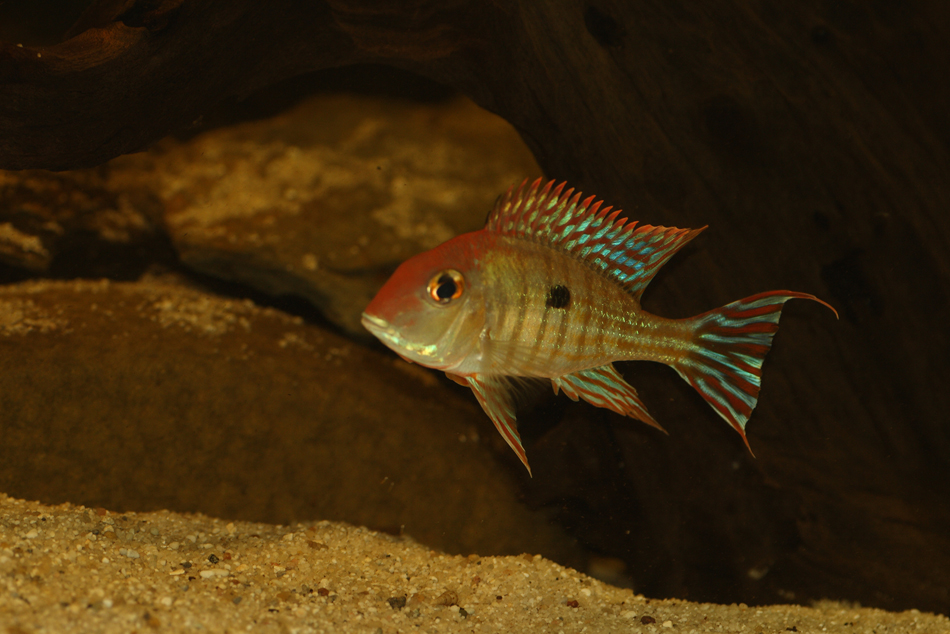 Geophagus Tapajos Red Head