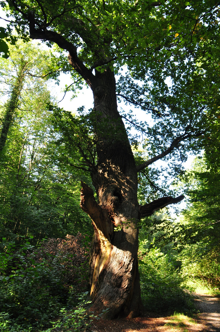 Georg-Marien Eiche in Hasbruch