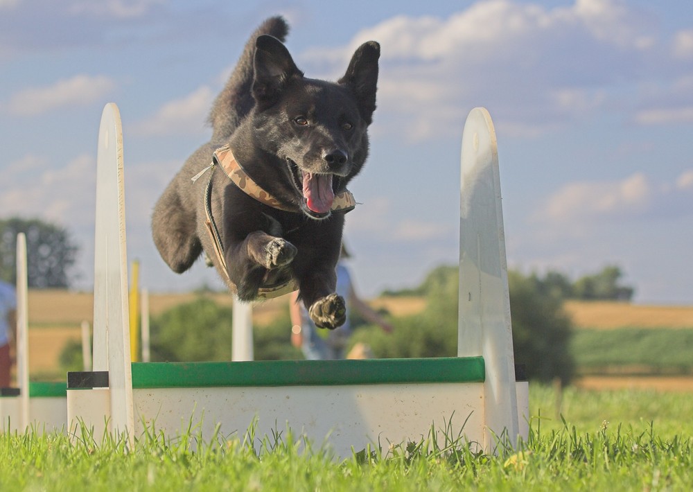 George beim Flyball