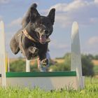 George beim Flyball