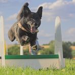 George beim Flyball