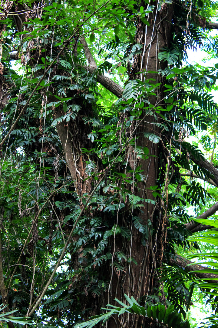 George Brown Darwin Botanic Gardens