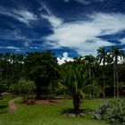 George Brown Darwin Botanic Gardens