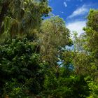 George Brown Darwin Botanic Gardens IV