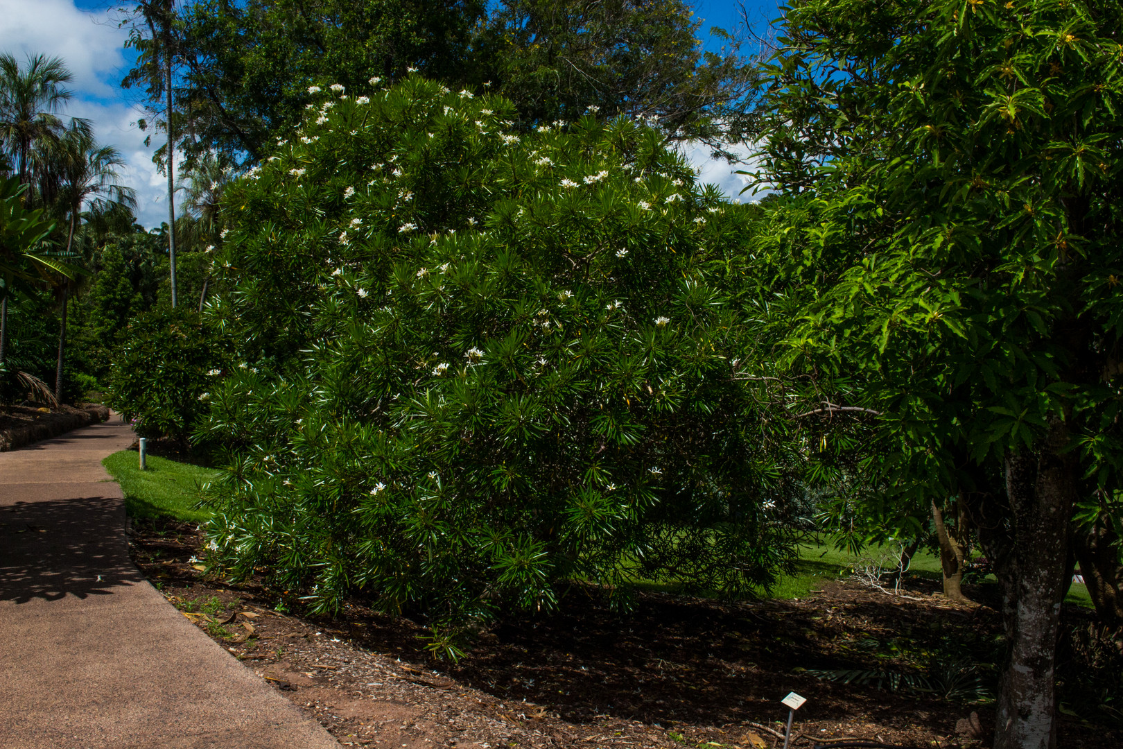 George Brown Darwin Botanic Gardens V